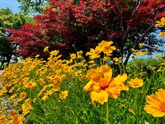 -西京湾花海