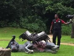 -新加坡飞禽公园