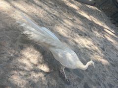 -燕塞湖鸟语林景区