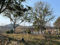 -上海佘山国家森林公园天马山园