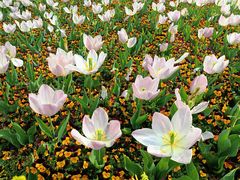 -苏州上方山国家森林公园