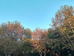-复旦大学相辉堂