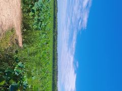 -西青郊野公园