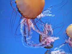 -海合安青岛极地海洋公园