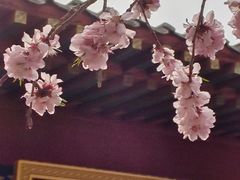 -桃花堤公园