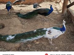 -云南野生动物园