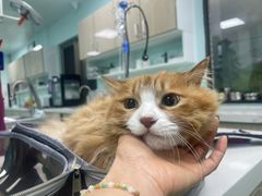 -北京观赏动物医院·24小时大型综合·猫专科·异宠专科