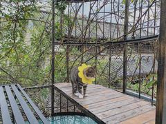 -喵屿·大理花园猫咖