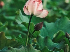 -野鸭湖国家湿地公园