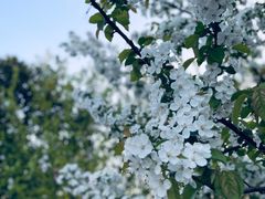 -上海滨江森林公园