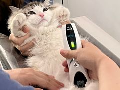 -伟伟宠物医院·CT影像中心·瑞派犬猫综合性门诊(汉口总院)