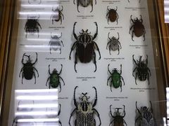 -上海大自然野生昆虫馆(东方明珠·爬宠昆虫探索中心)