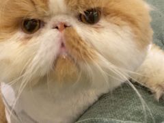 -爱侣宠医·鹦鹉专科·小型哺乳类·异宠专科(灵石路店)