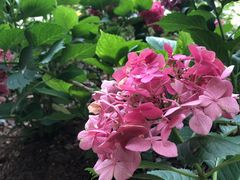 -谷咖啡·鲜花绿植花园餐厅