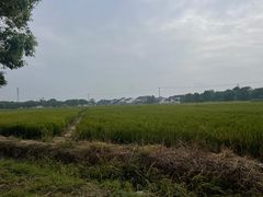 -莲花岛景区