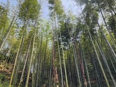-蜀南竹海景区