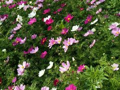 -松山湖梦幻百花洲
