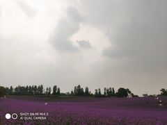 -紫颐香薰山谷景区