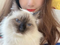 -喵喵咪呀布偶猫咖(春熙路店)