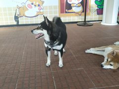 -柴犬高等学院·狗咖·柴犬售卖·宠物训练