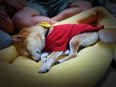 -逗柴咖啡屋·狗咖猫咖宠物桌游