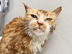 -纳吉亚猫专科动物诊疗中心(蒋宅口分院)