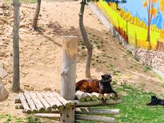 -西霞口神雕山野生动物世界