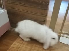 -猫猫幼稚园·撸猫·桌游·电玩