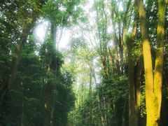-缙云山景区
