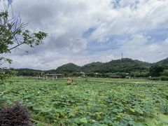 -红山村