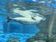 -上海海洋水族馆