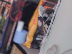 -小尾巴宠物店(万科·金域华庭店)