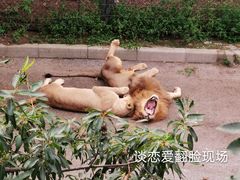 -大连森林动物园