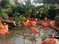 -海南热带野生动植物园
