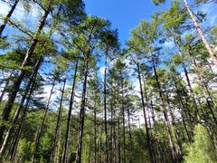 -莫尔道嘎国家森林公园