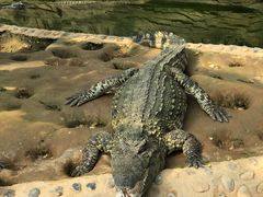 -石家庄市动物园