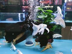 -中环花鸟鱼虫市场