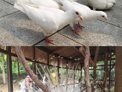 -南宫五洲植物乐园