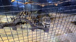 -酷嗒动物文化乐园(cutezoo西溪乐天城店)