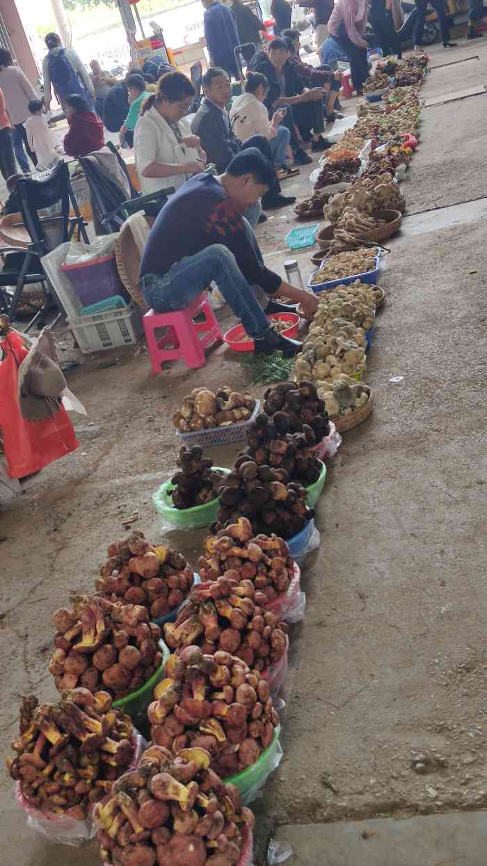 云南木水花野生菌市场-"这是一个大型的菌菇交易市场,散货,批发皆.