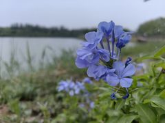 -西青郊野公园