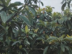 -桃源山庄·烤全羊·柴火鸡·烧烤团建(龙泉山店)