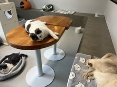 -Cappucimeow猫咪咖啡馆(韦伯时代店)