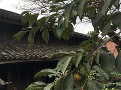 -桑洲油菜花景区