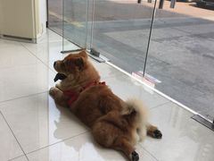 -创凡宠物医院·骨专科  猫科中心(西乡分院)