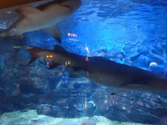 -烟台海昌鲸鲨海洋公园