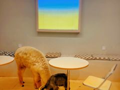 -怪兽屋·羊驼·猫咖·狗咖(俊华广场店)
