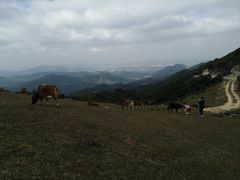 -大姆山草场