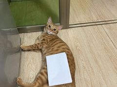 -爱侣宠医·鹦鹉专科·小型哺乳类·异宠专科(灵石路店)