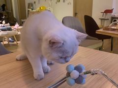 -猫腻·猫咖·撸猫馆(星光大道店)